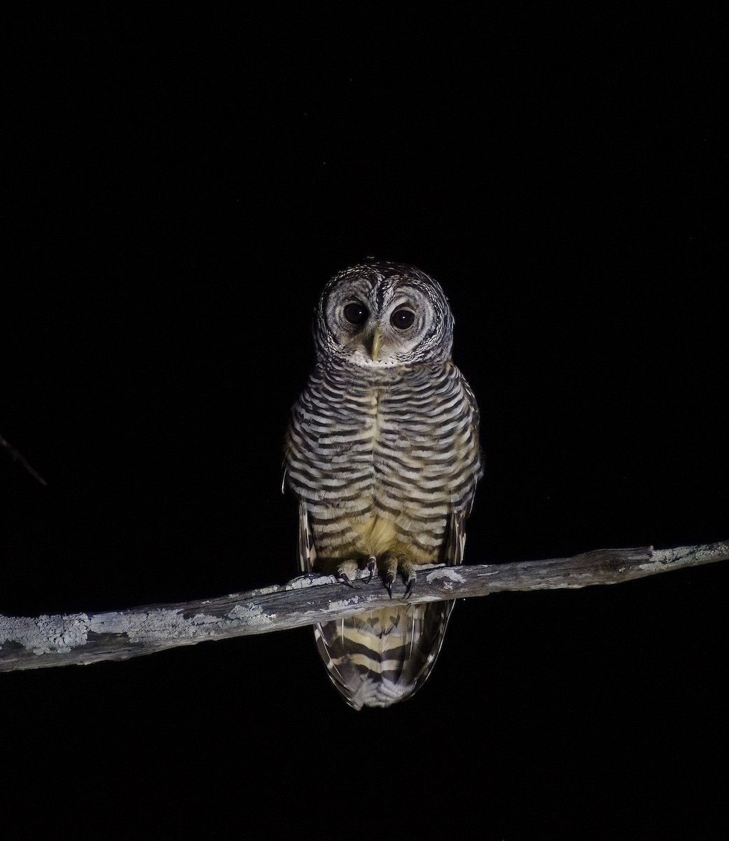 Chaco Owl - ML622820109