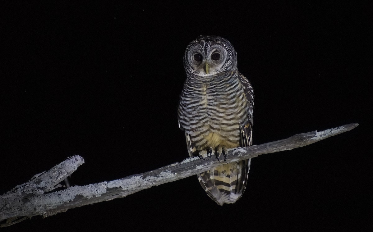 Chaco Owl - ML622820111