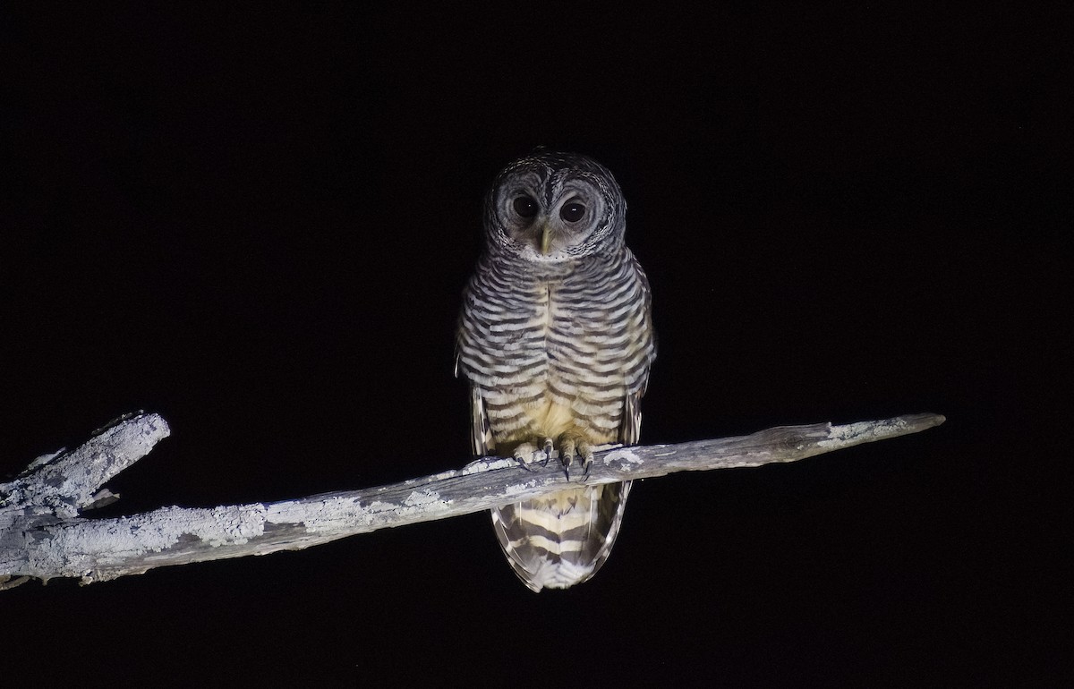 Chaco Owl - ML622820112