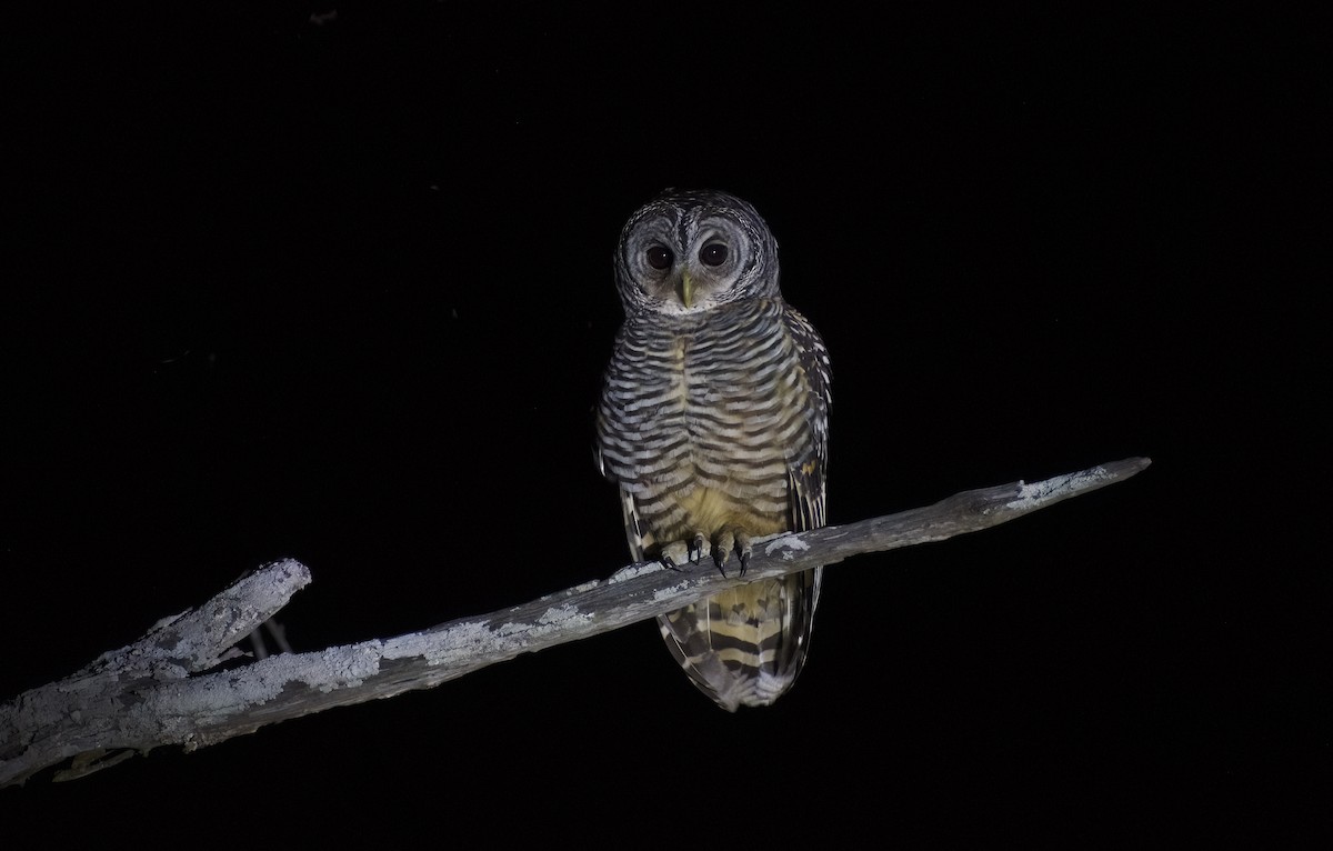 Chaco Owl - ML622820113