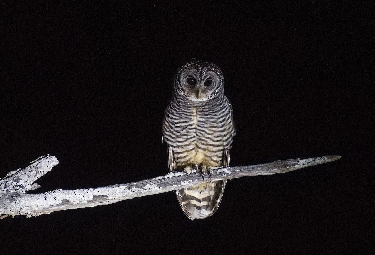 Chaco Owl - Giselle Mangini