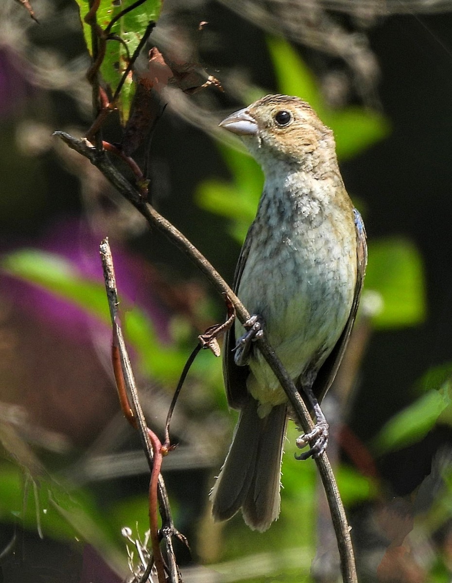 Indigo Bunting - Katey Buster