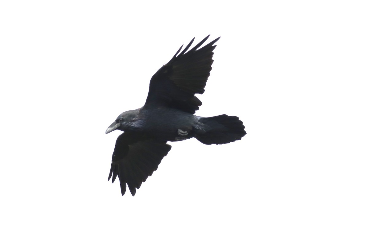 Common Raven - Subodh Ghonge