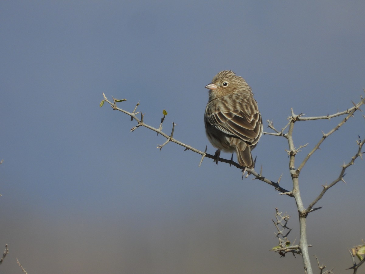 Carbonated Sierra Finch - ML622820300