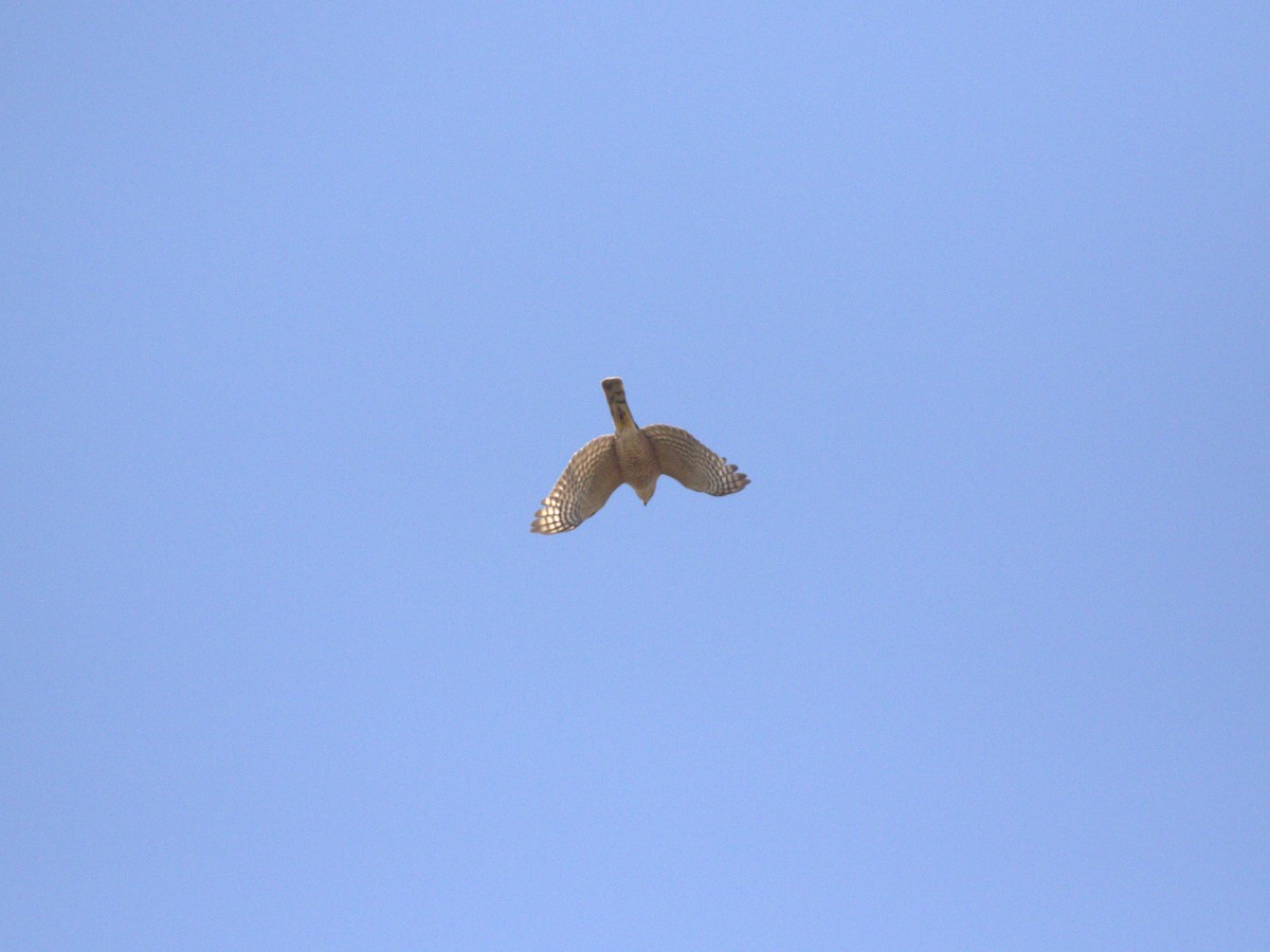 Sharp-shinned Hawk - ML622820303