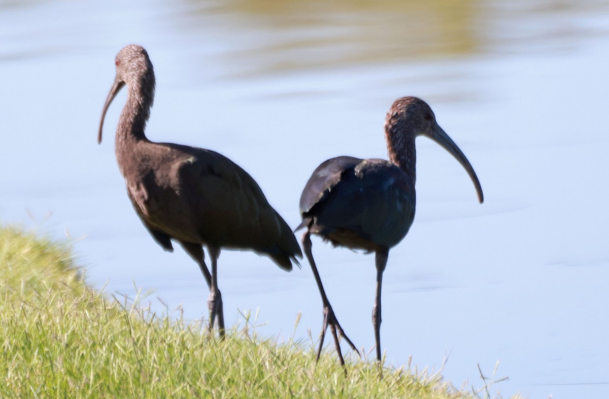 White-faced Ibis - ML622820321