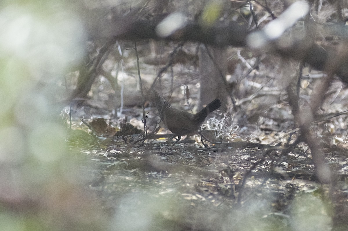 Crested Gallito - ML622820413