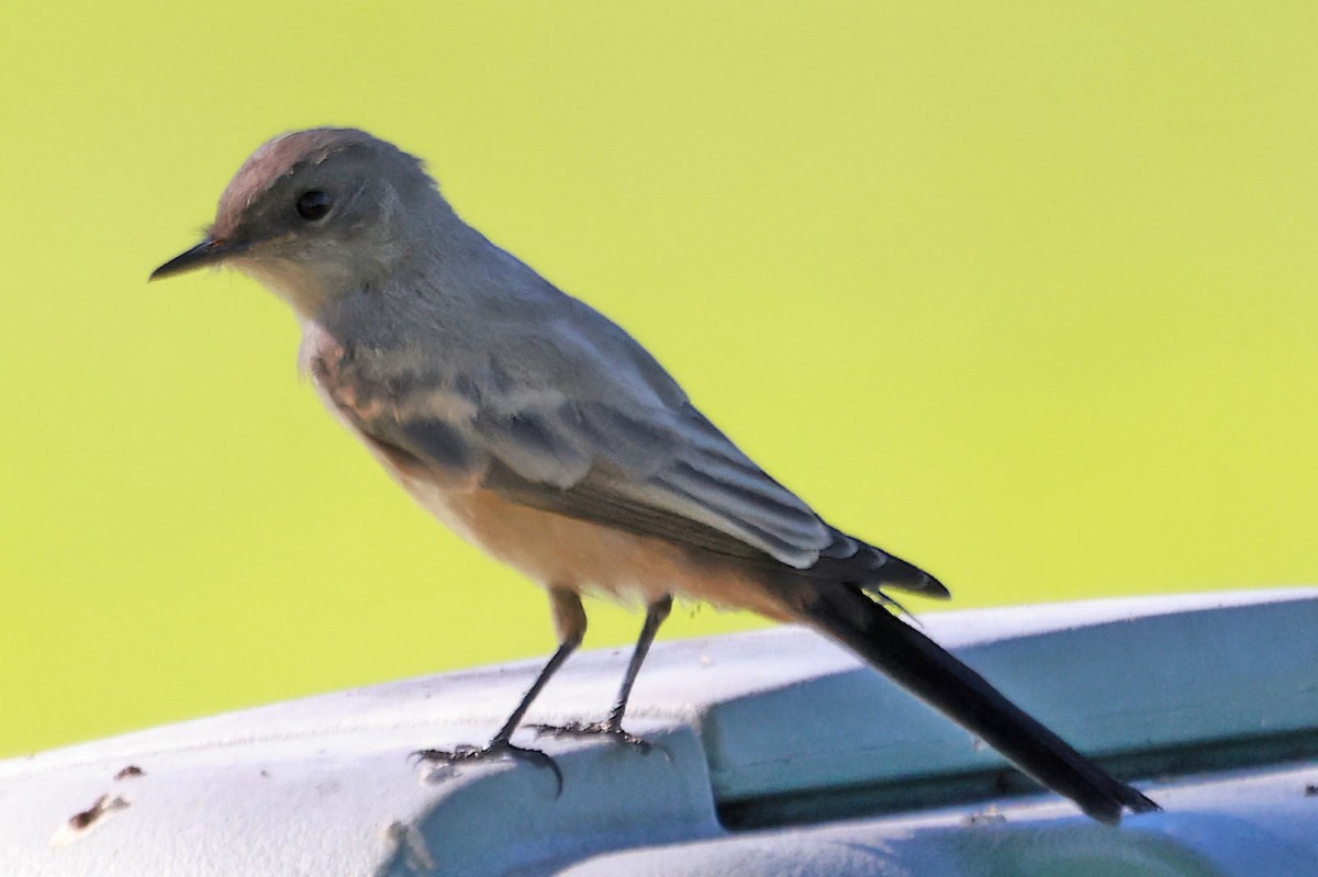 Say's Phoebe - ML622820428