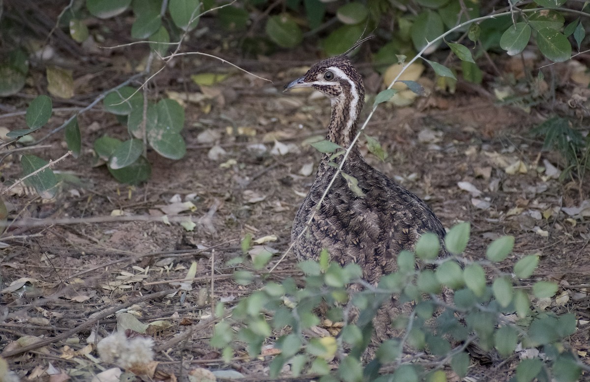 tinama chocholatá - ML622820456
