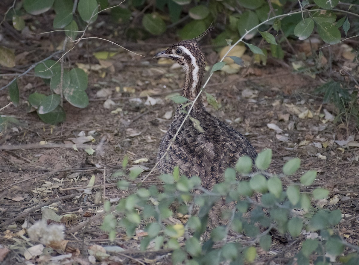 tinama chocholatá - ML622820457