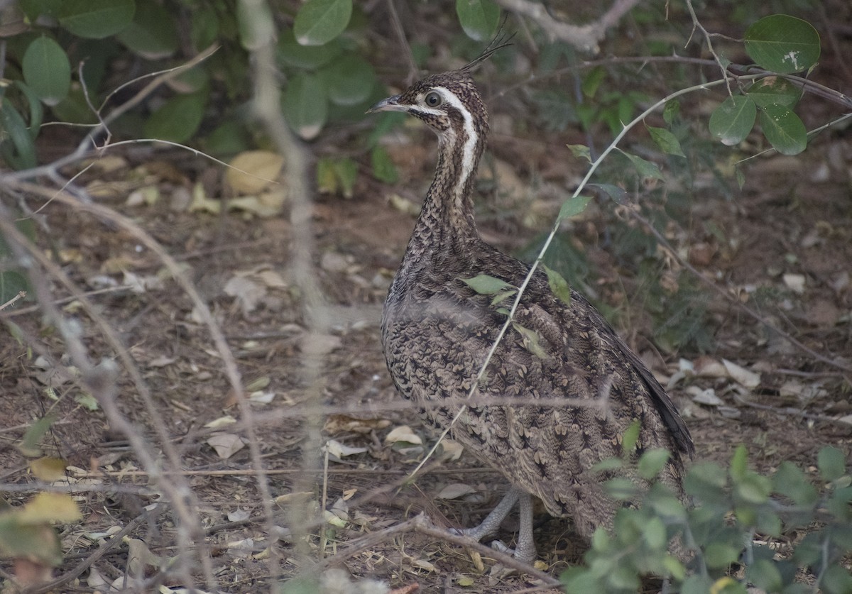 tinama chocholatá - ML622820459