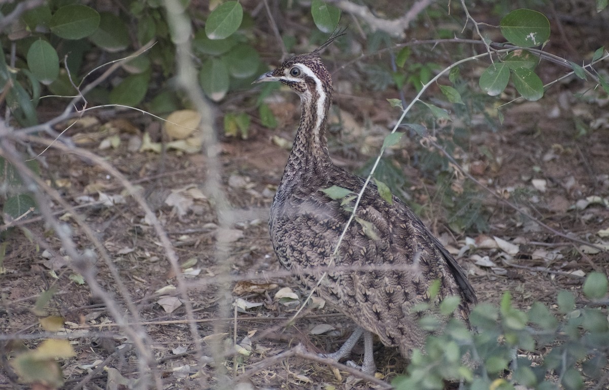 tinama chocholatá - ML622820460