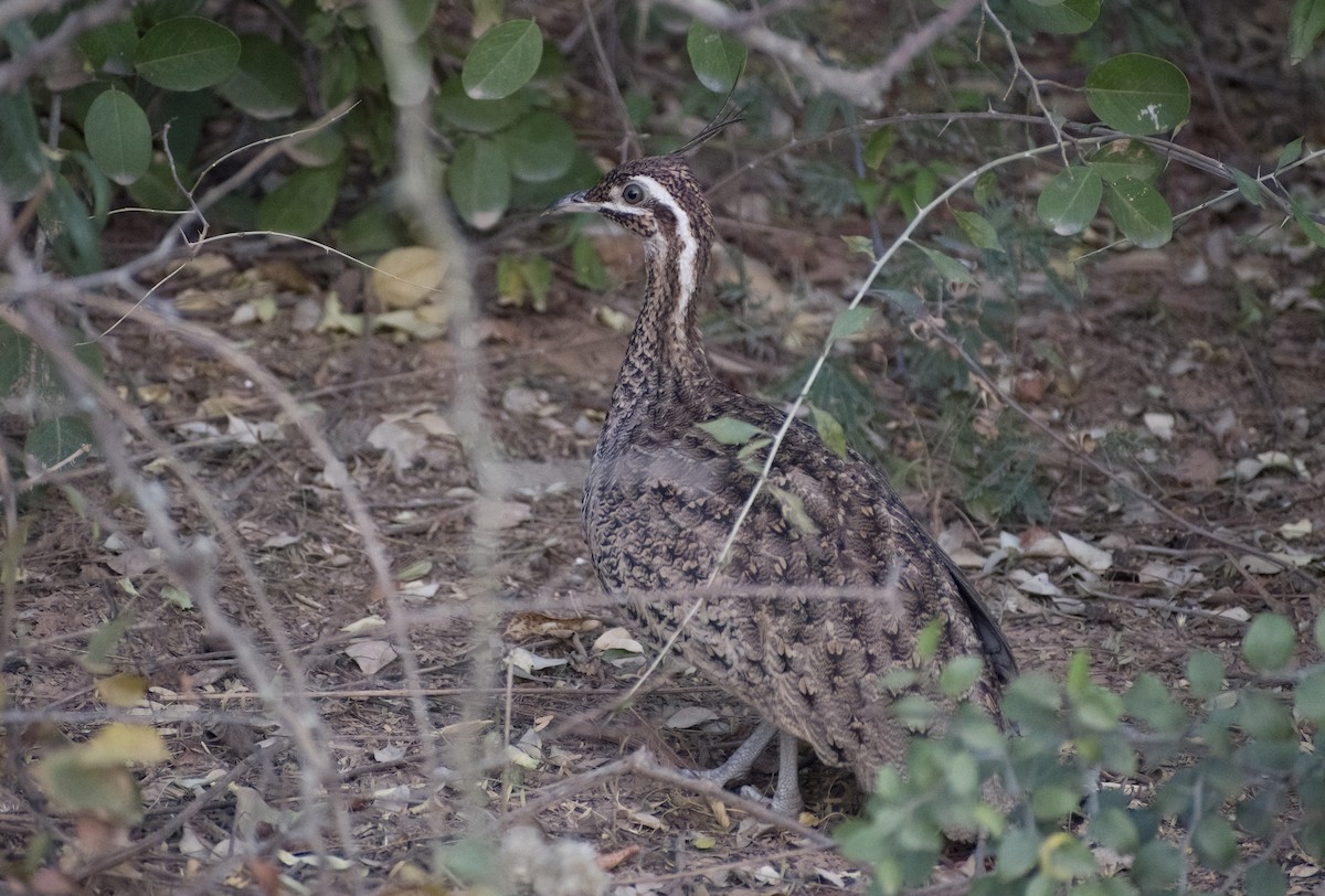 tinama chocholatá - ML622820462
