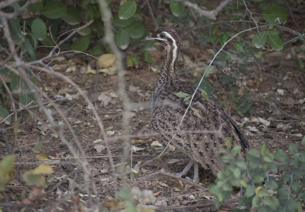 tinama chocholatá - ML622820463
