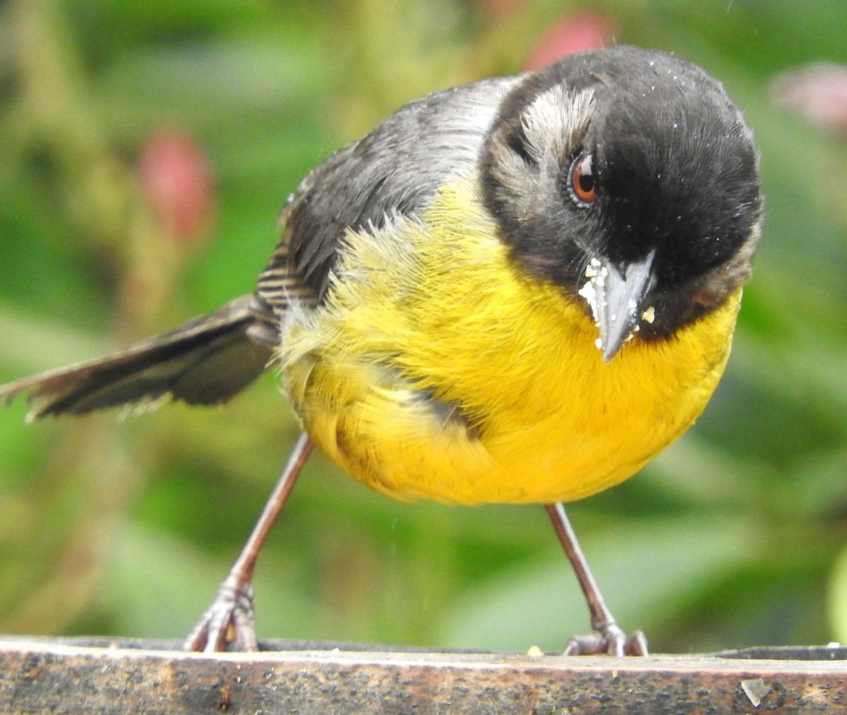 Santa Marta Brushfinch - ML622820464