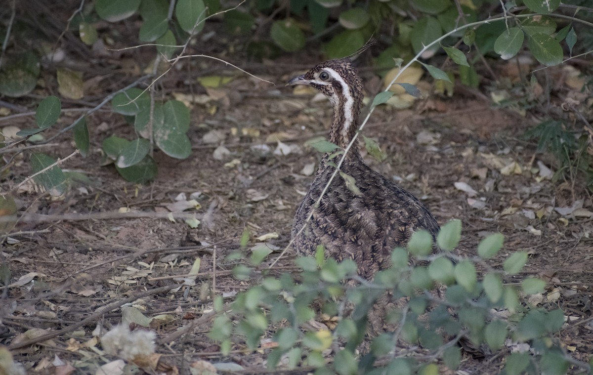 Quebracho Crested-Tinamou - ML622820478