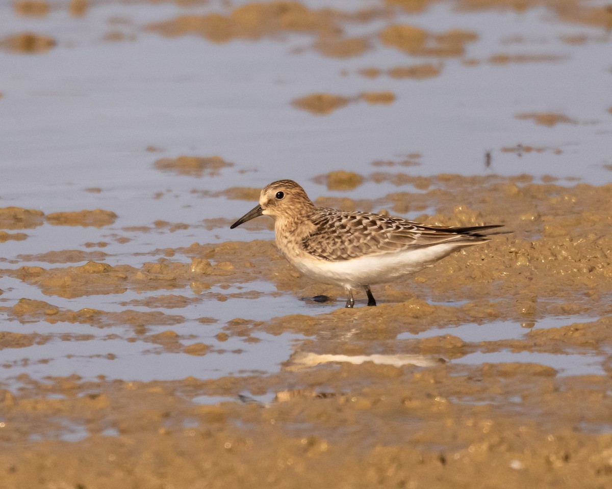 Baird's Sandpiper - ML622820493