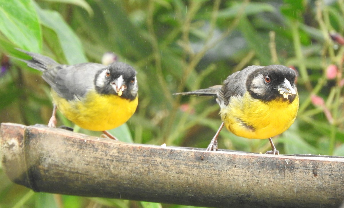 Santa Marta Brushfinch - ML622820536