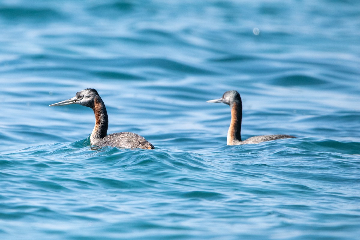 Great Grebe - ML622820557