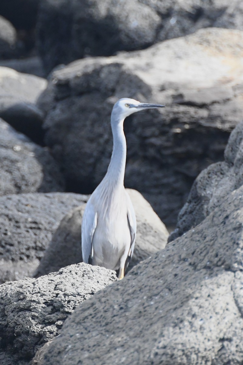 White-faced Heron - Michael Louey