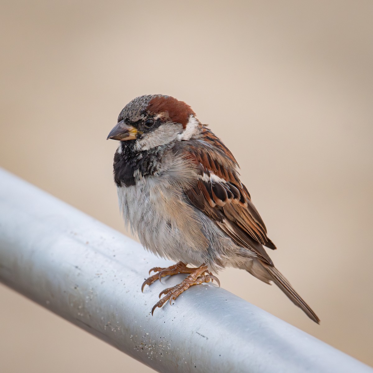 House Sparrow - ML622820571