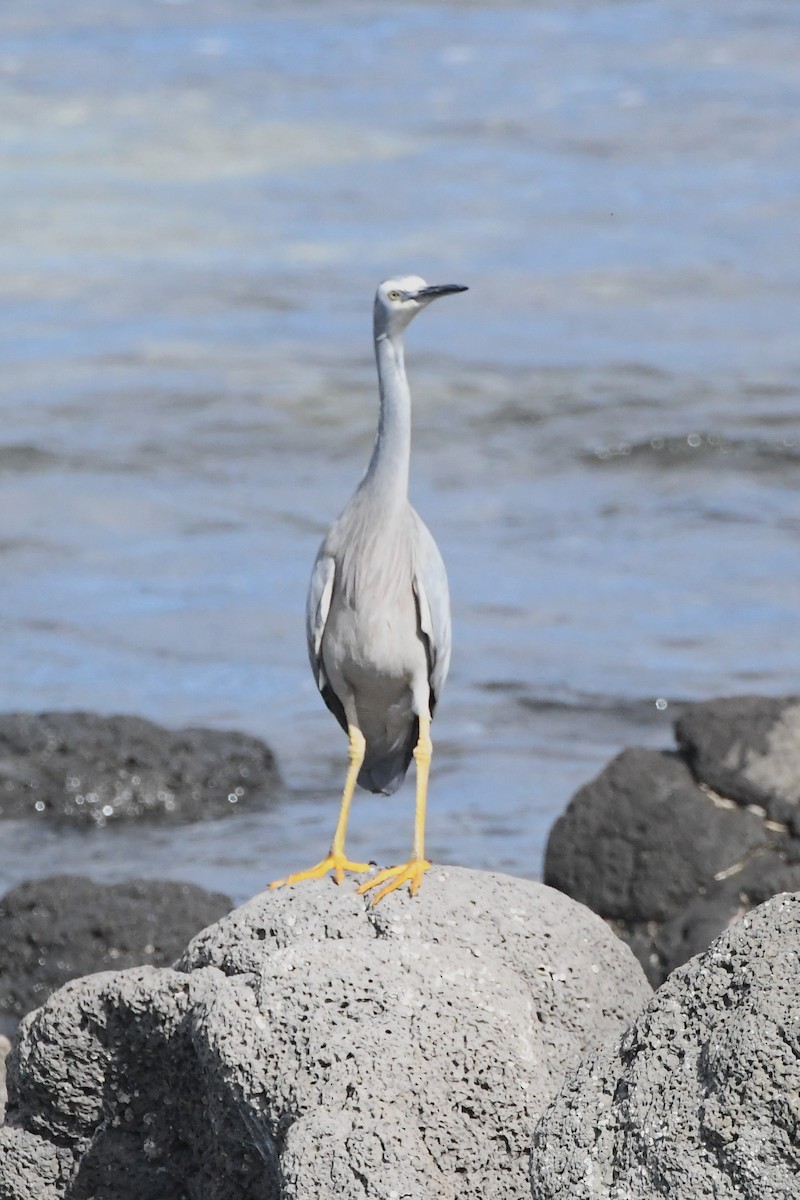 White-faced Heron - ML622820576