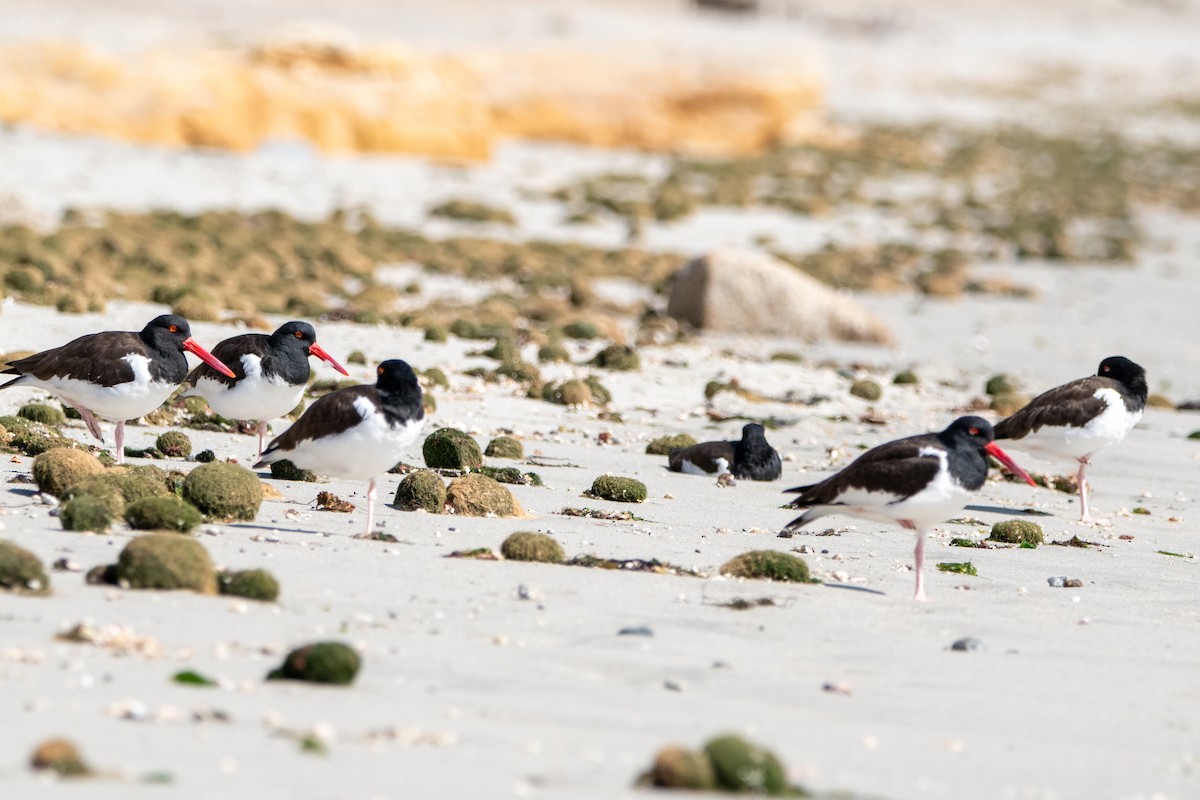 American Oystercatcher - ML622820578