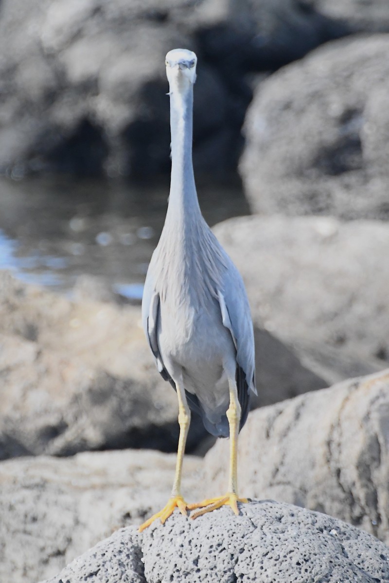 White-faced Heron - ML622820584