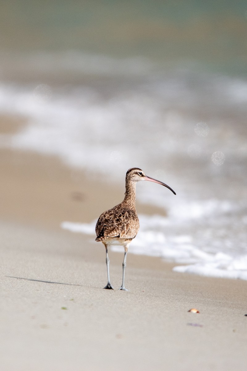 Whimbrel - ML622820586