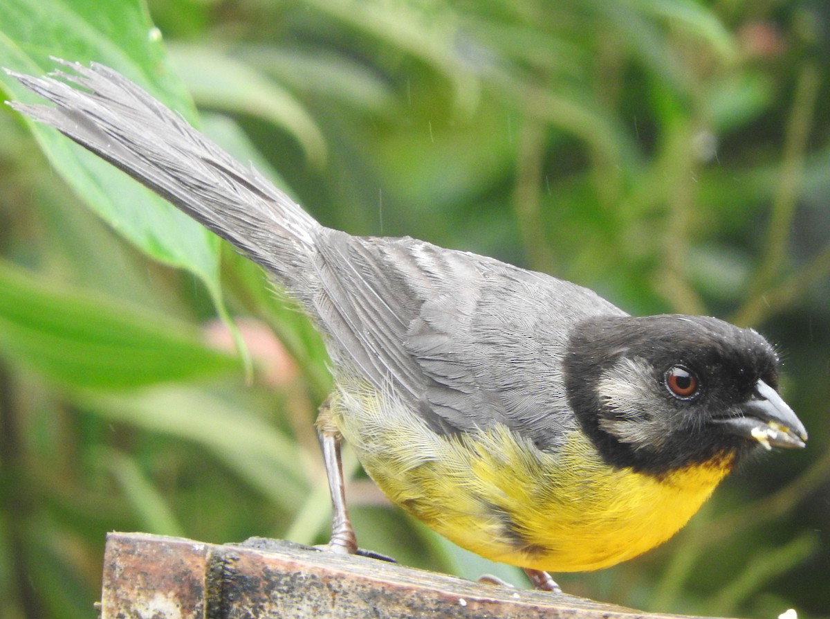 Santa Marta Brushfinch - ML622820621