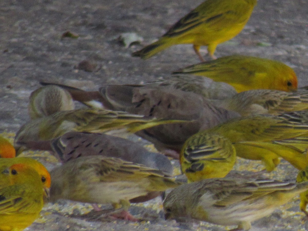 Saffron Finch - Jhuan Farias