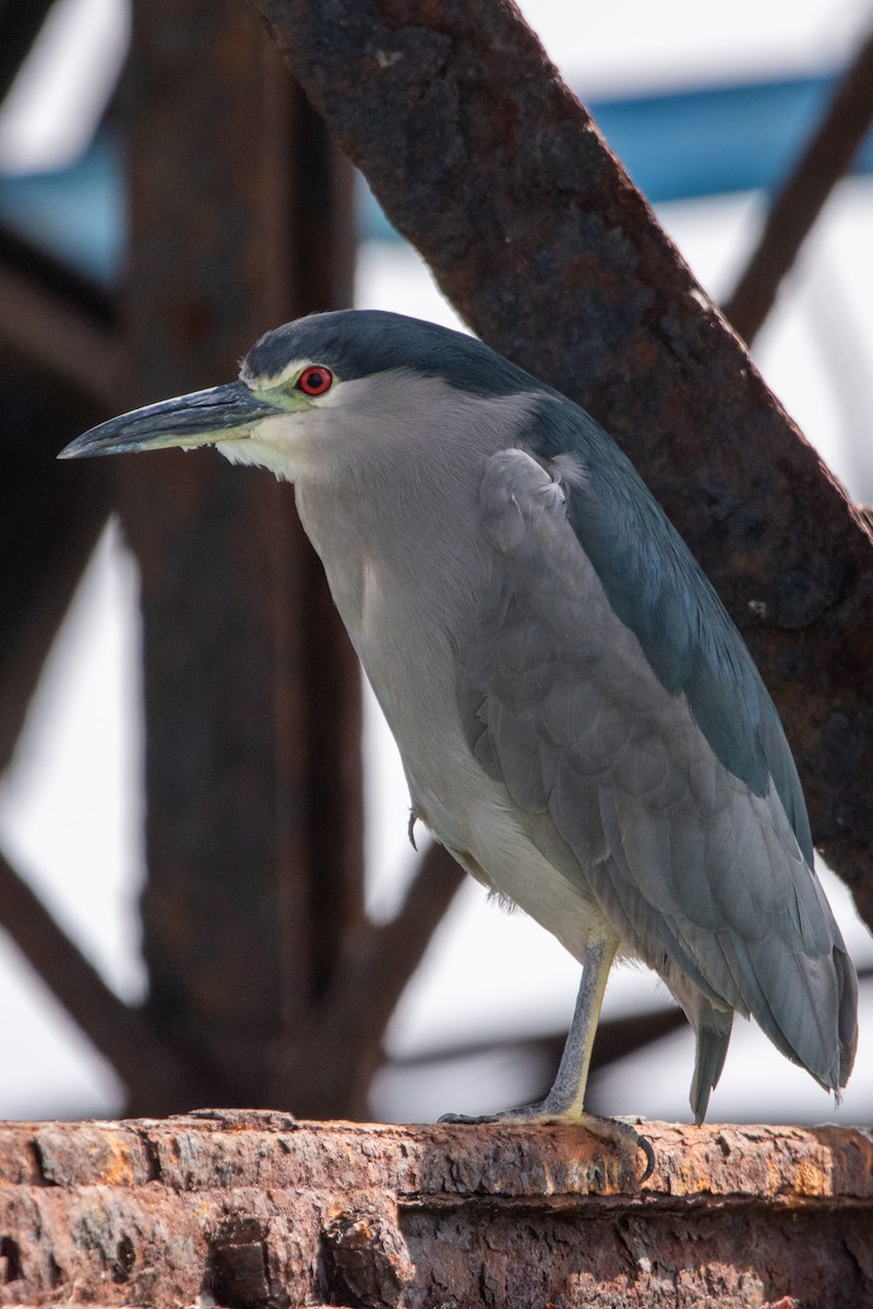 Black-crowned Night Heron - ML622820661