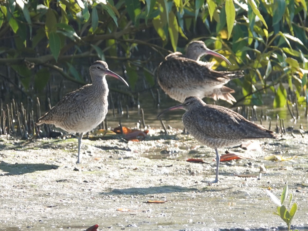 Courlis corlieu (variegatus/rogachevae) - ML622820757