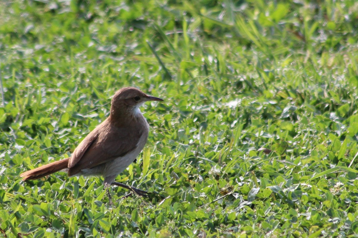 Rufous Hornero - Graciela Martinez