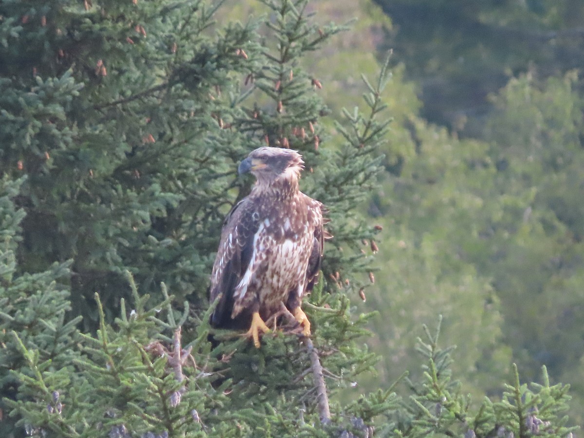 Bald Eagle - ML622820801