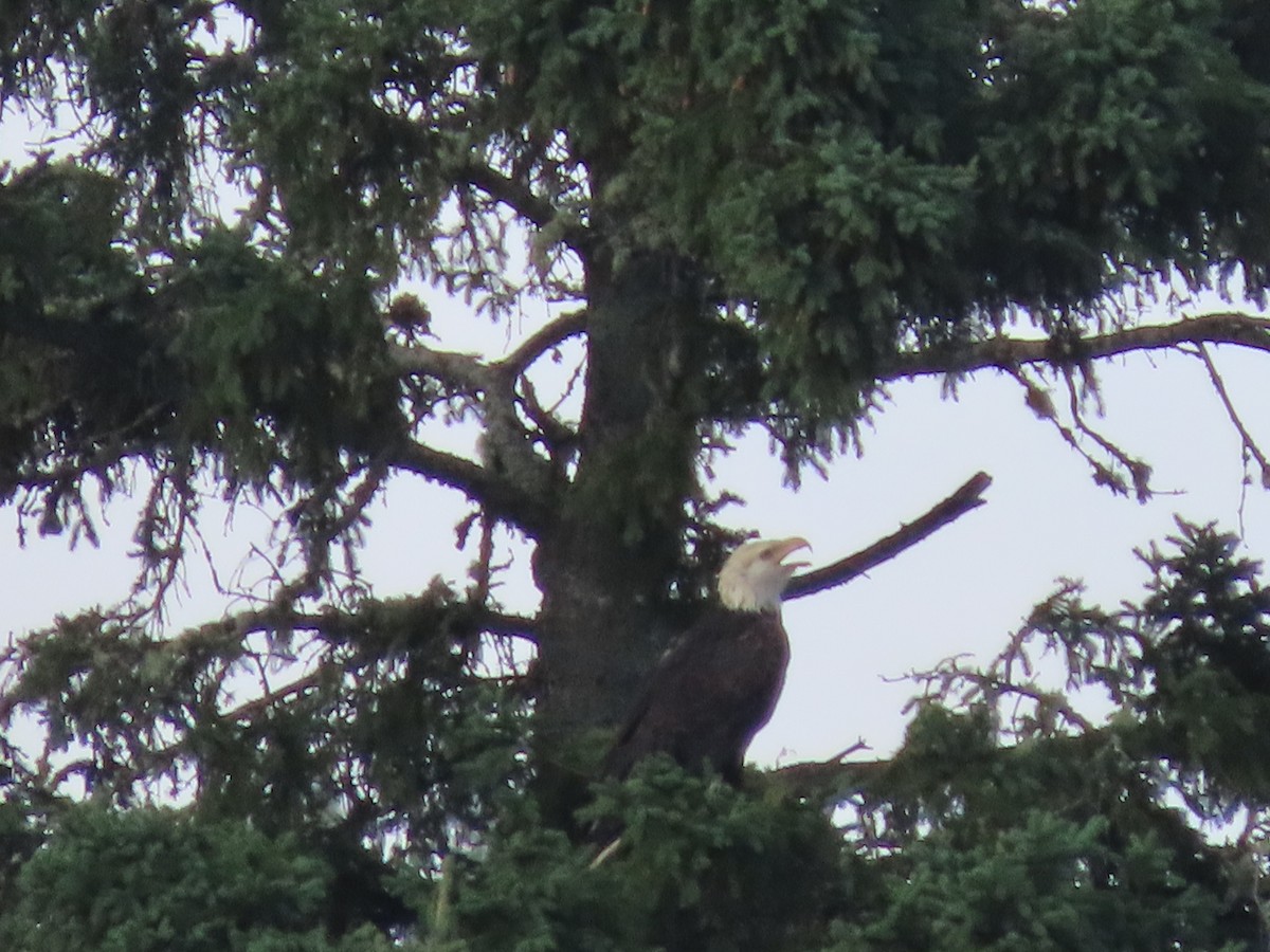 Bald Eagle - ML622820804