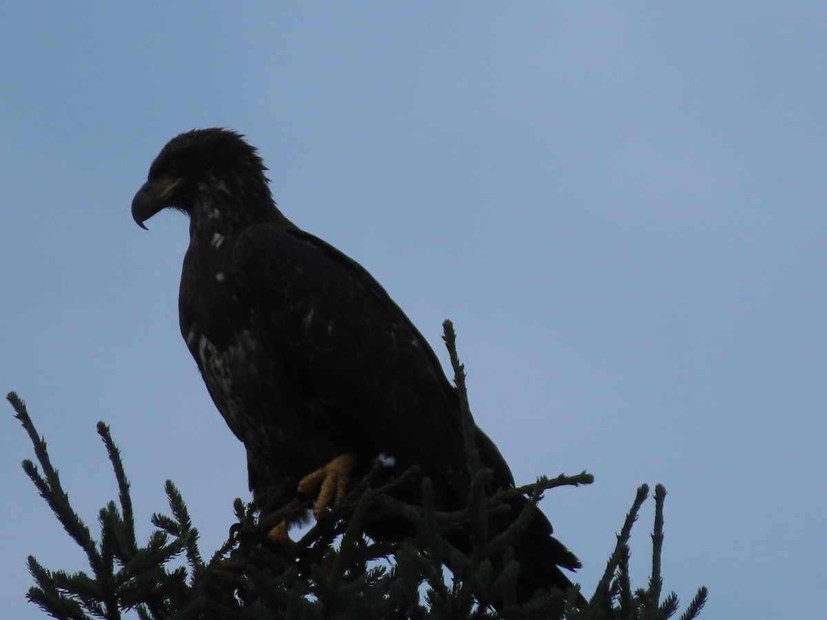 Bald Eagle - Gaëlle Veillette