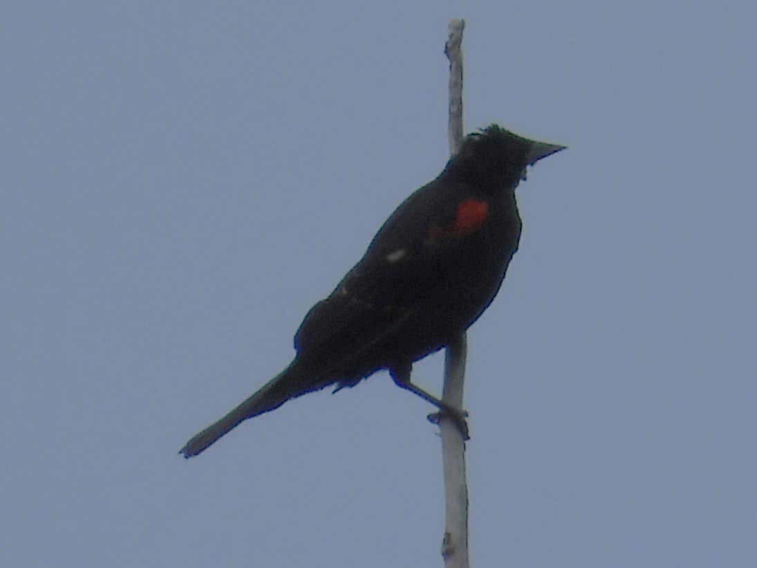 Red-winged Blackbird - Brenda Aburto