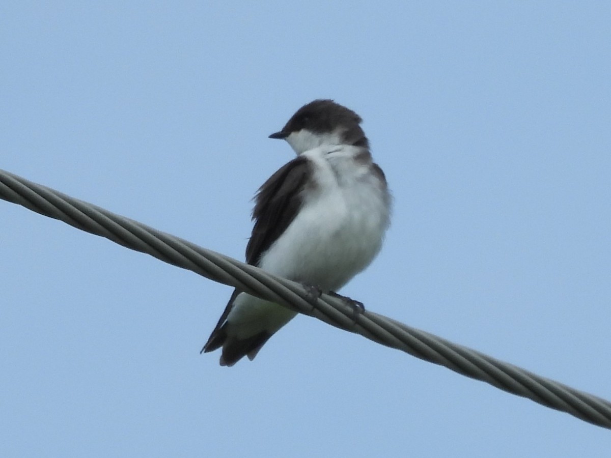 Tree Swallow - ML622820841