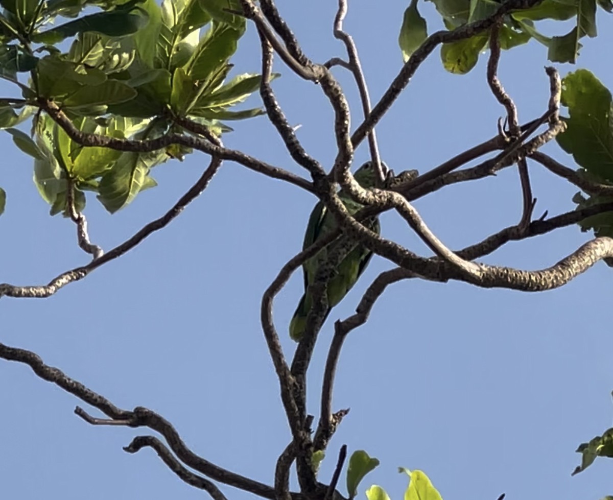 Yellow-crowned Parrot - ML622820848