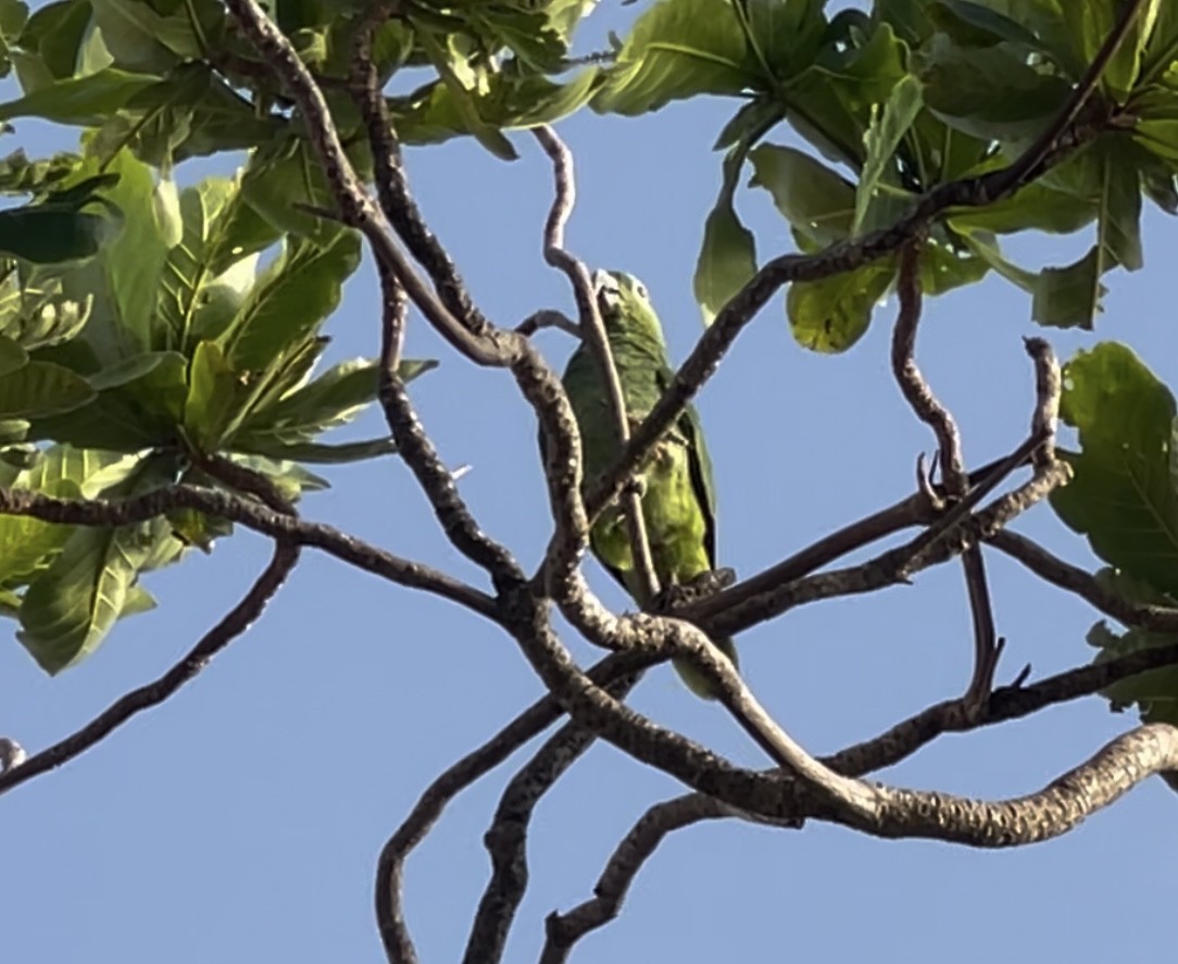 Yellow-crowned Parrot - ML622820849