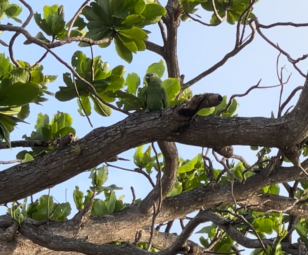 Yellow-crowned Parrot - ML622820851