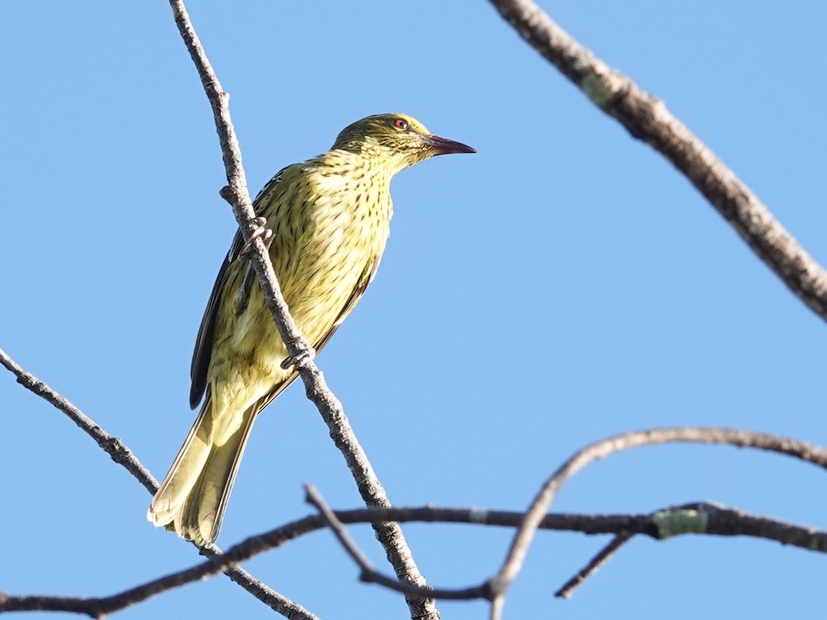 Green Oriole - Peter Yendle