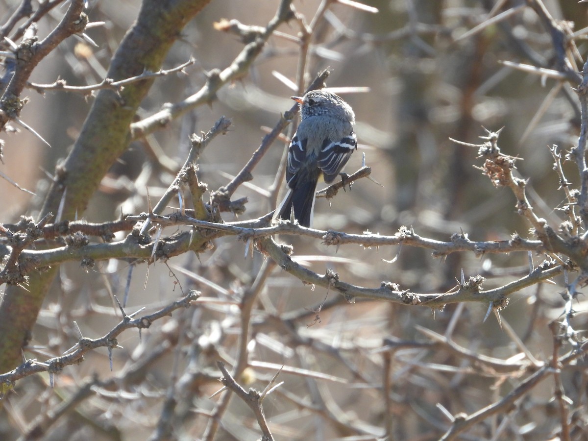 Yellow-billed Tit-Tyrant - Más Aves