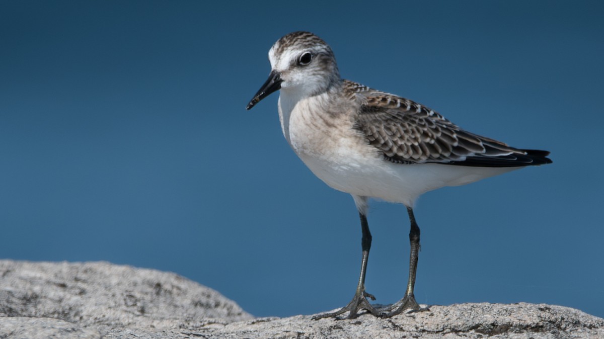 Semipalmated Sandpiper - Carmen Gumina