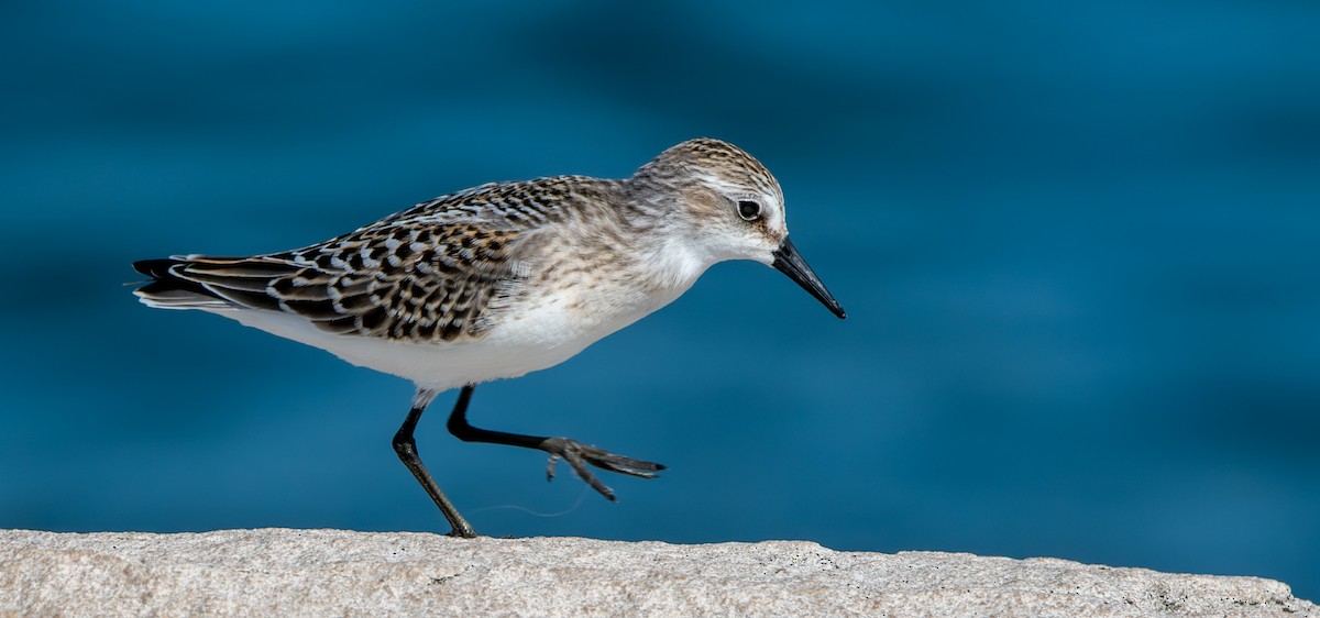 Semipalmated Sandpiper - Carmen Gumina