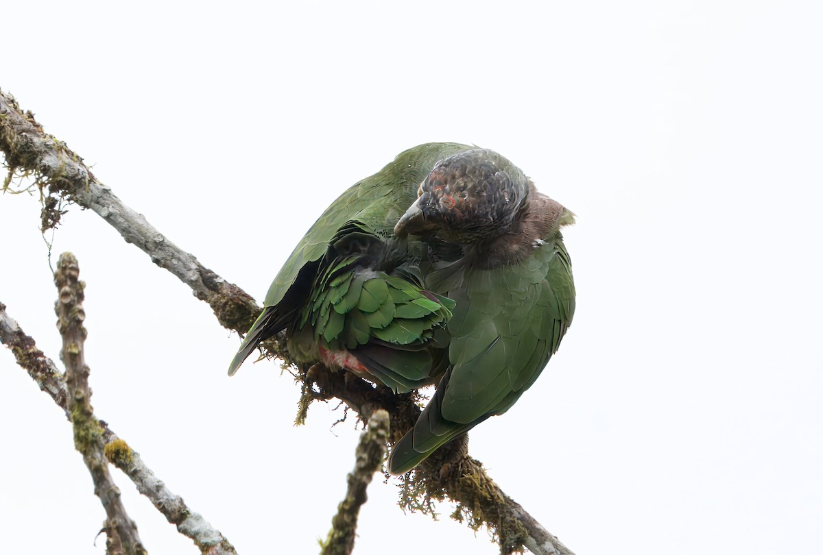 Speckle-faced Parrot - ML622820904