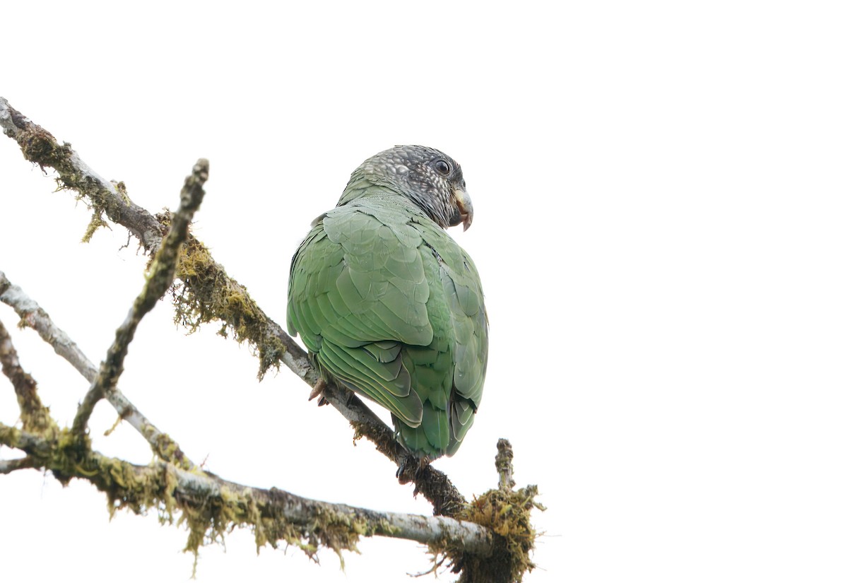 Speckle-faced Parrot - ML622820905