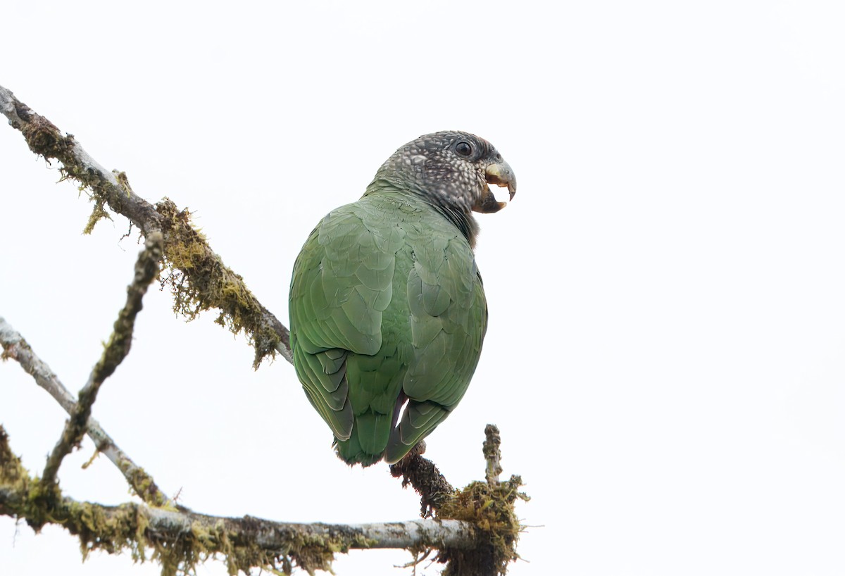 Speckle-faced Parrot - ML622820906