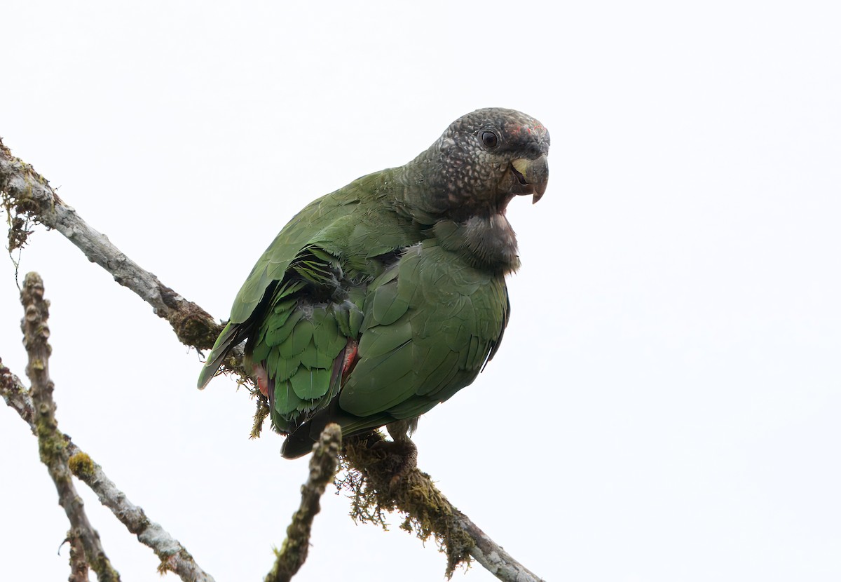 Speckle-faced Parrot - ML622820907